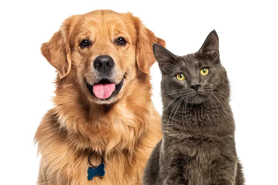 A cat and dog sleeping on a bed