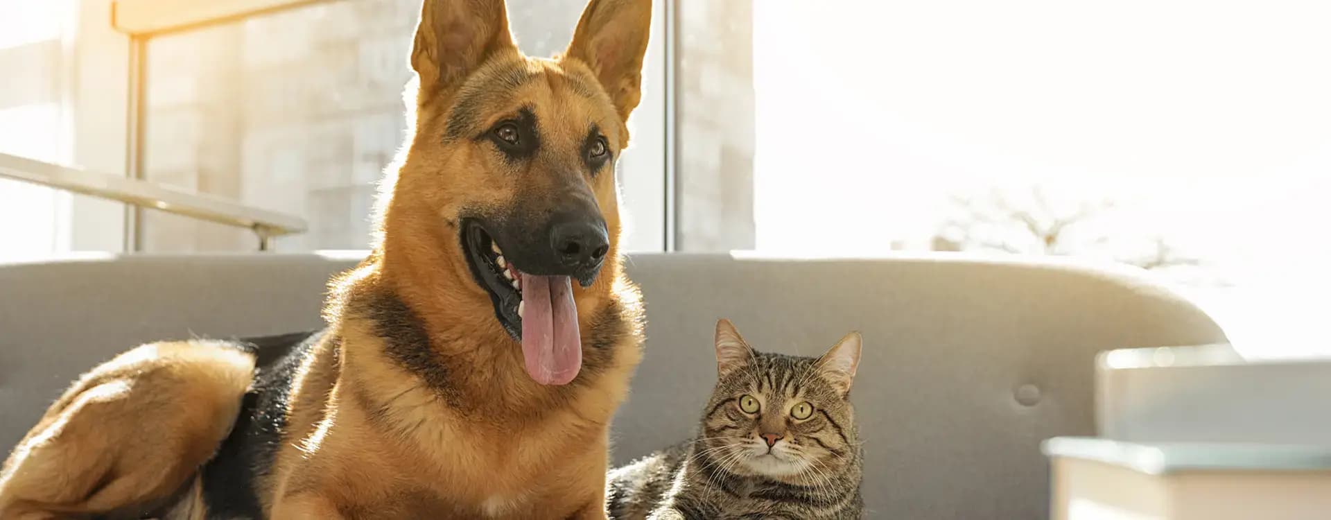 A cat and dog staring intently at the camera