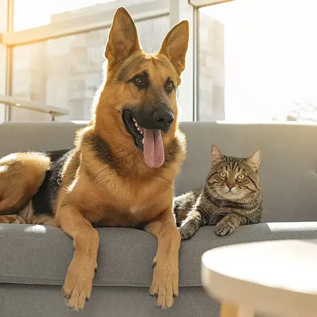 A cat and dog staring intently at the camera